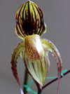 Paphiopedilum Yang-Ji Apple (philippinense x anitum) Ching Hua Orchids